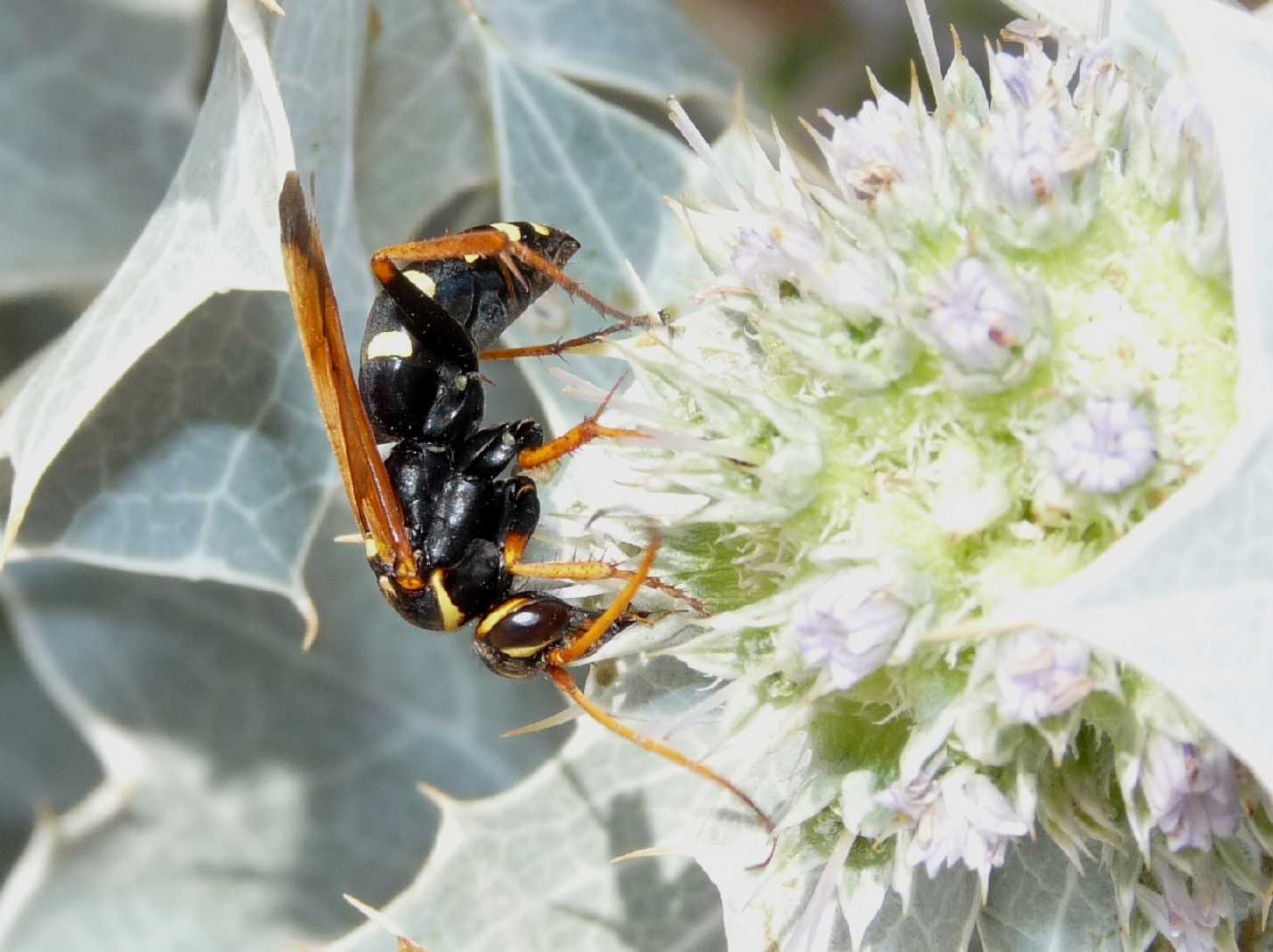 Batozonellus lacerticida